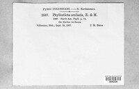 Phyllosticta smilacis image